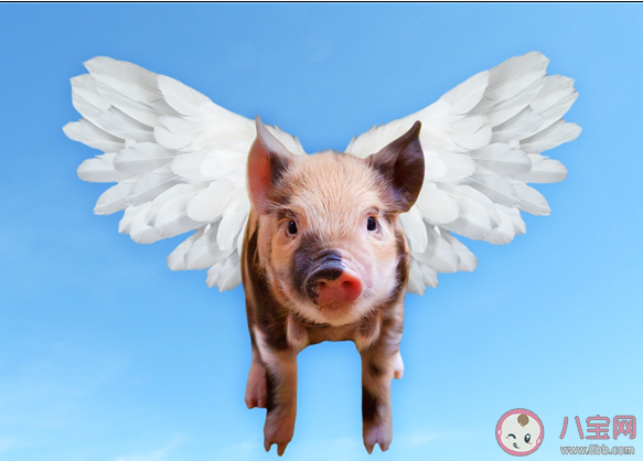 豬肉價格跌破每斤15元是怎么回事 夏天豬肉還會漲價嗎