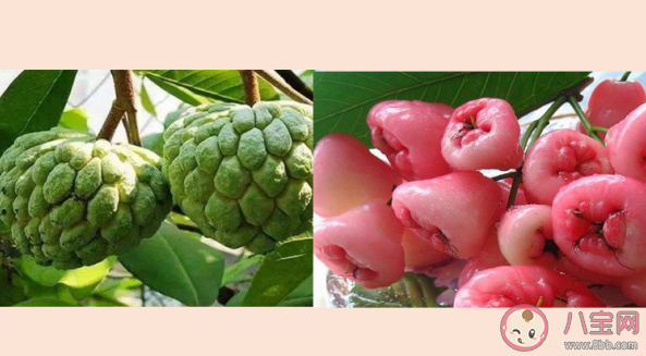 釋迦蓮霧是夫妻果嗎 釋迦和蓮霧有什么寓意 釋迦蓮霧是夫妻果嗎 釋迦和蓮霧有什么寓意