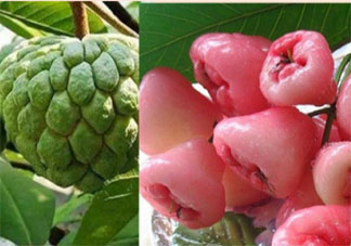 釋迦蓮霧是夫妻果嗎 釋迦和蓮霧有什么寓意