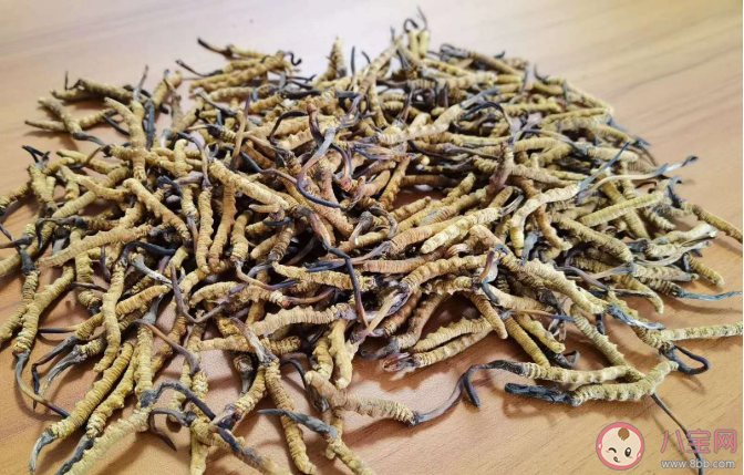 冬蟲夏草個頭越大越好嗎 冬蟲夏草質量好壞的區別