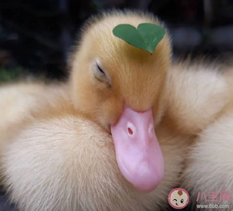 好朋友能在一起工作嗎 好朋友要不要在一起共事