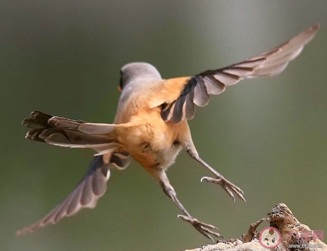 成語勞燕分飛中勞燕指的是什么 螞蟻莊園5月10日答案 成語勞燕分飛中勞燕指的是什么 螞蟻莊園5月10日答案
