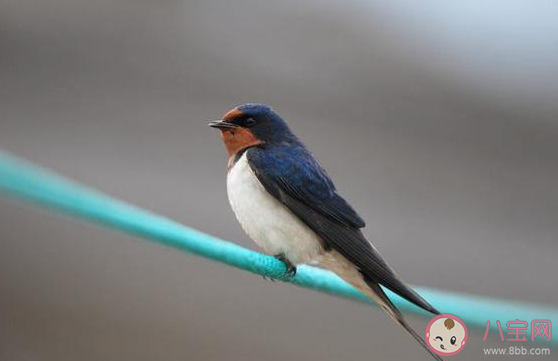 螞蟻莊園5月10日答案：勞燕分飛中勞燕指的是什么