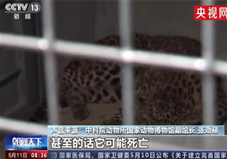 專家判斷第3只豹子或已死亡 金錢豹是如何逃出動物園的