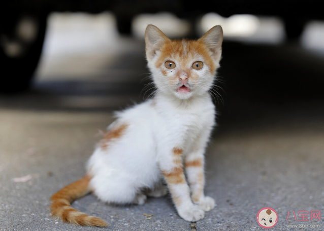 能給貓咪喝牛奶嗎 羊奶/酸奶/奶酪/脫乳糖牛奶可以喝嗎