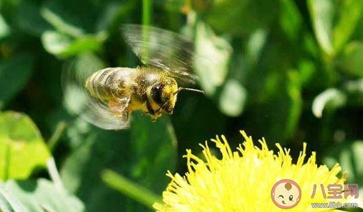 采得百花成蜜后為誰辛苦為誰甜贊美的是哪種動物 螞蟻莊園5月16日答案 采得百花成蜜后為誰辛苦為誰甜贊美的是哪種動物 螞蟻莊園5月16日答案