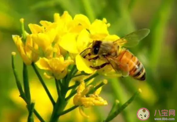 采得百花成蜜后為誰辛苦為誰甜贊美的是哪種動物 螞蟻莊園5月16日答案 采得百花成蜜后為誰辛苦為誰甜贊美的是哪種動物 螞蟻莊園5月16日答案