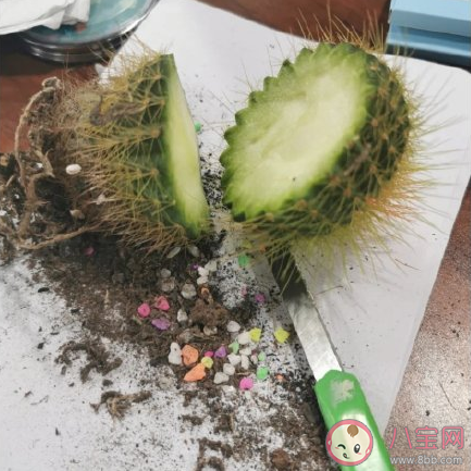 切了一半的仙人球還能存活嗎 ?仙人球怎么養才會開花