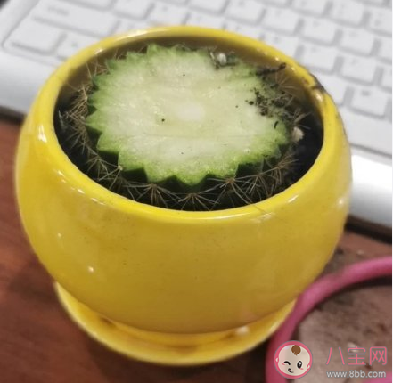 切了一半的仙人球還能存活嗎 ?仙人球怎么養才會開花