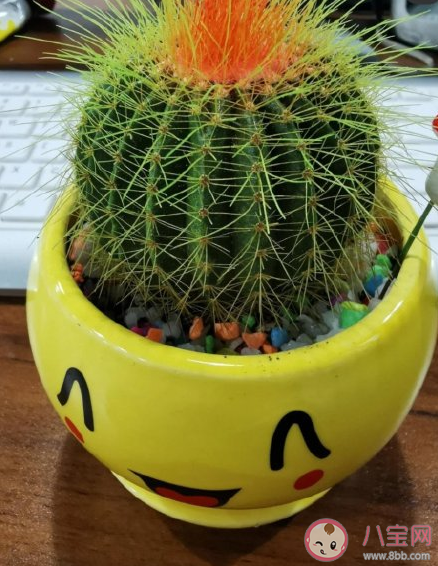 切了一半的仙人球還能存活嗎 ?仙人球怎么養才會開花