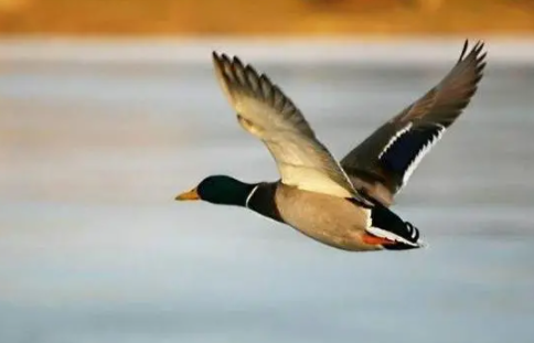 我國古代曾以哪種鳥類作為婚娶時的聘禮 螞蟻莊園5月19日答案 我國古代曾以哪種鳥類作為婚娶時的聘禮 螞蟻莊園5月19日答案