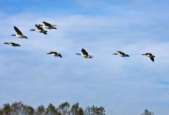 我國古代曾以哪種鳥類作為婚娶時的聘禮 螞蟻莊園5月19日答案 我國古代曾以哪種鳥類作為婚娶時的聘禮 螞蟻莊園5月19日答案
