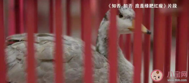 古代哪種鳥類曾被作為婚娶時的聘禮 婚俗中的大雁有什么含義