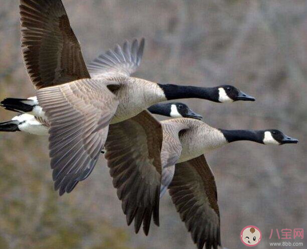 古代哪種鳥類曾被作為婚娶時的聘禮 婚俗中的大雁有什么含義