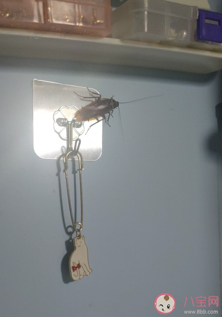 怕蟑螂主要怕的是什么 蟑螂為什么那么難殺死 怕蟑螂主要怕的是什么 蟑螂為什么那么難殺死