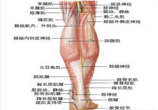 小腿肌肉阻斷術瘦腿原理是什么 小腿肌肉阻斷術有什么危害