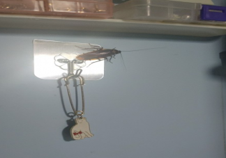 怕蟑螂主要怕的是什么 蟑螂為什么那么難殺死