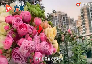 丈夫給妻子種出一個月季花園 月季花是幾月份開放的