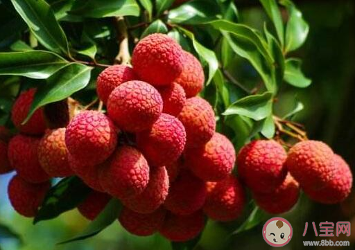 空腹吃荔枝多了可能導致低血糖這種說法 螞蟻莊園5月23日答案 空腹吃荔枝多了可能導致低血糖這種說法 螞蟻莊園5月23日答案