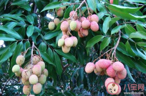 空腹吃荔枝多了可能導致低血糖這種說法 螞蟻莊園5月23日答案 空腹吃荔枝多了可能導致低血糖這種說法 螞蟻莊園5月23日答案