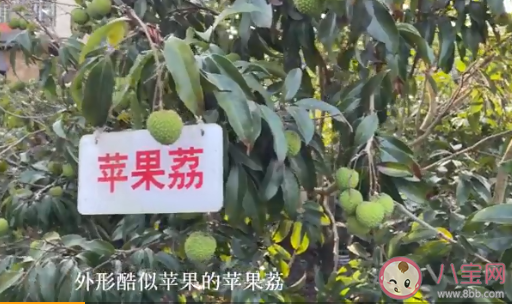 海口農戶36年種出辣椒味荔枝 玫瑰荔和奇味荔你吃過嗎 海口農戶36年種出辣椒味荔枝 玫瑰荔和奇味荔你吃過嗎