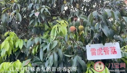 海口農戶36年種出辣椒味荔枝 玫瑰荔和奇味荔你吃過嗎 海口農戶36年種出辣椒味荔枝 玫瑰荔和奇味荔你吃過嗎