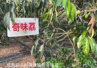 海口農戶36年種出辣椒味荔枝 玫瑰荔和奇味荔你吃過嗎