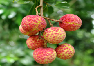 荔枝排名是怎樣的 吃荔枝有哪些健康好處