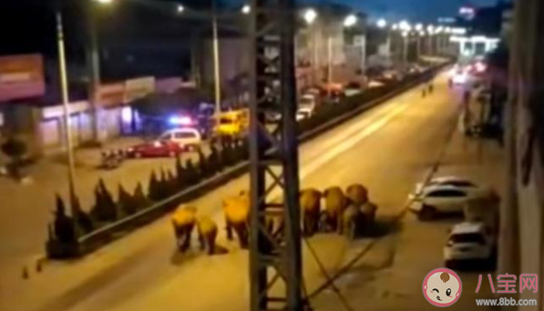 云南15頭亞洲象一路向北遷移 15頭亞洲象來自哪里