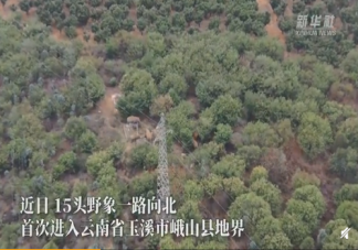云南15頭亞洲象一路向北遷移 15頭亞洲象來自哪里