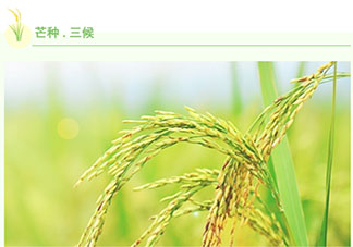 2021芒種公眾號(hào)推文樣式大全 2021芒種個(gè)性文案推文排版