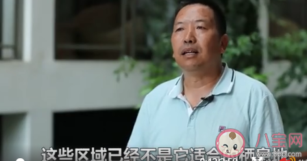 野象群如不南返會有什么后果 野象群為什么會一路北上