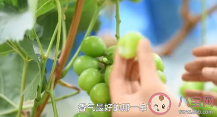 大學(xué)生種葡萄一畝故意減產(chǎn)6000斤 為什么要對(duì)葡萄減產(chǎn)