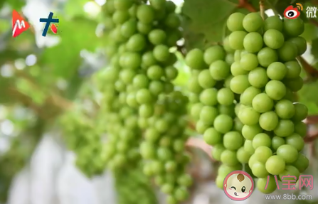大學(xué)生種葡萄一畝故意減產(chǎn)6000斤 為什么要對(duì)葡萄減產(chǎn)