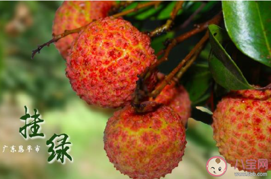 廣西古樹荔枝888元一斤 哪些品種的荔枝比較貴