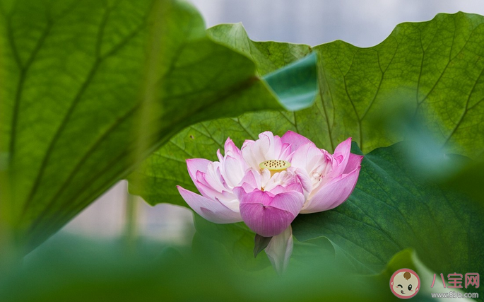 2021武漢荷花展什么時候可以看 武漢荷花展賞花路線指南