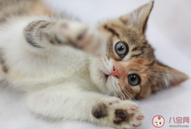 窮養貓和富養貓有什么區別 養一只寵物要花多少錢