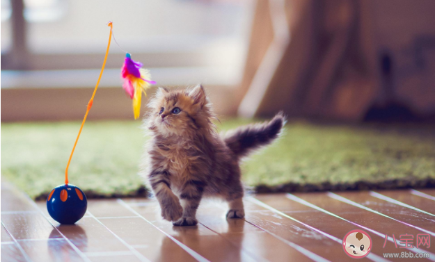 窮養貓和富養貓有什么區別 養一只寵物要花多少錢