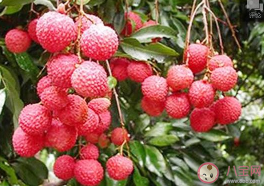 蘇軾不辭長(zhǎng)作嶺南人是因?yàn)槭裁此?最新螞蟻莊園6月25日答案