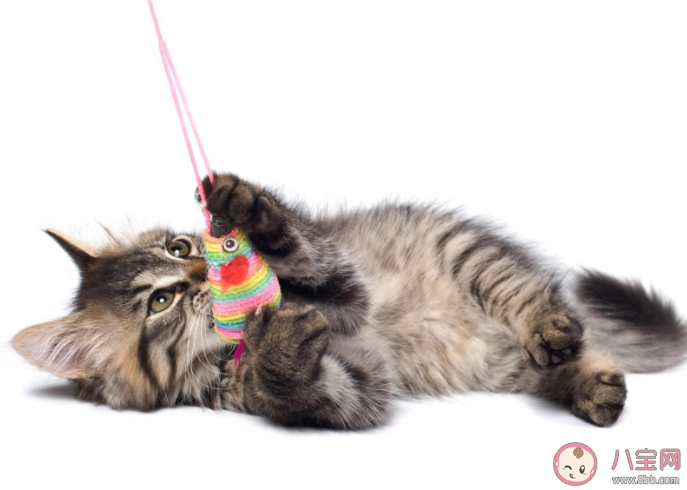 貓真的會被打服嗎 打貓之后貓會記仇嗎