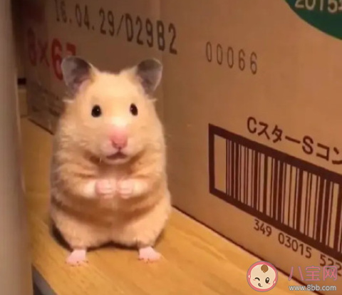 社恐怎么和新同事混熟 新同事怎樣快速融入公司