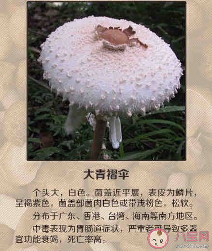 誤食毒蘑菇怎么自救 怎么遠離毒蘑菇