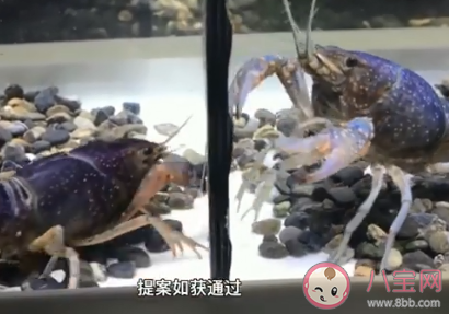 日本擬將小龍蝦指定為外來入侵物種 為什么小龍蝦是外來入侵物種