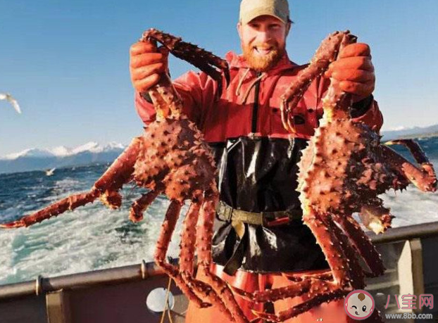 帝王蟹這么貴合理嗎 帝王蟹為什么這么貴