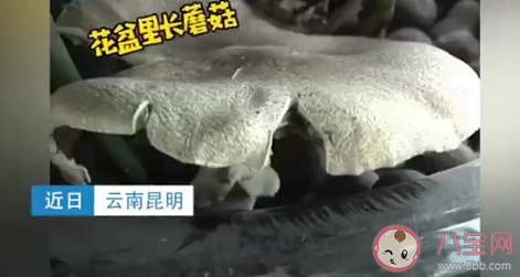昆明一辦公室內長出巨大蘑菇 野生蘑菇能隨便吃嗎
