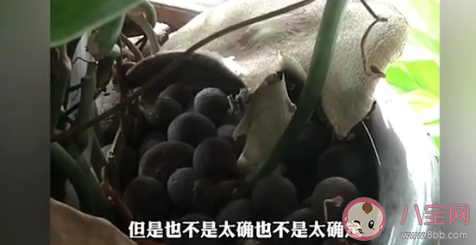 昆明一辦公室內長出巨大蘑菇 野生蘑菇能隨便吃嗎