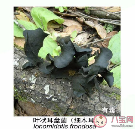 有毒野生菌種類一覽 加工食用野生菌應該注意哪些問題