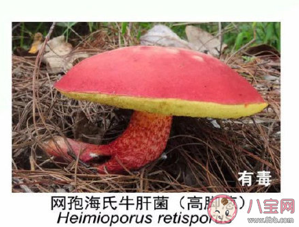 有毒野生菌種類一覽 加工食用野生菌應該注意哪些問題