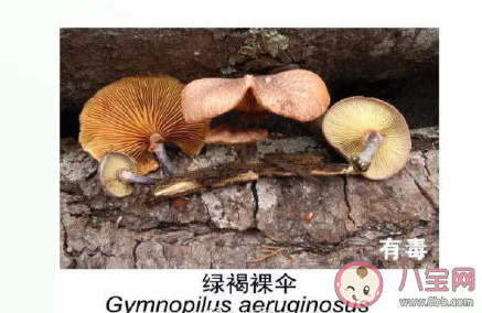 有毒野生菌種類一覽 加工食用野生菌應該注意哪些問題