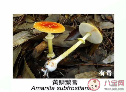 有毒野生菌種類一覽 加工食用野生菌應該注意哪些問題